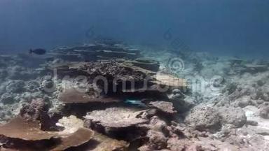 马尔代夫<strong>海底海底</strong>背景珊瑚。